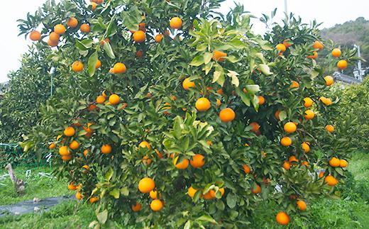清見オレンジ【訳あり】5kg 混合 和歌山県海南市鈴木農園 清見 きよみ 清見タンゴール わけあり 訳アリ