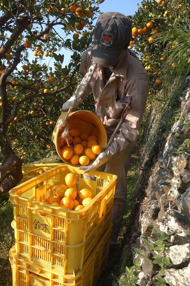 æ©çã¿ãã çŽ9kg 倧ç 2Lã»3Lãµã€ãºããŸãã ããå®¶åºçšã ã¡ãã£ãšèš³ãã åæå±±çç£ èŸ²åçŽé ãŸãããç£çŽã¿ãã ãåæµ·éã»æ²çžçã»äžéšé¢å³¶ é
éäžå¯ã倧ãã èæ æž©å·ã¿ãã ãããã èš³ã¢ãªïŒ»Mg51