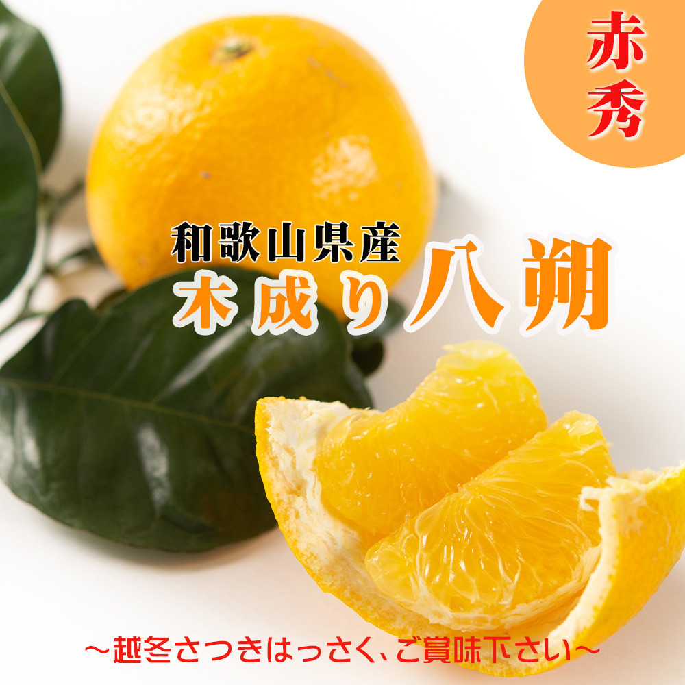 【2026年先行予約】八朔 はっさく 木成り 赤秀 10kg 3月下旬～4月下旬に順次出荷予定（サイズ不選別）｜和歌山県海南市産 完熟はっさく フルーツ 柑橘系 ［Mg70］