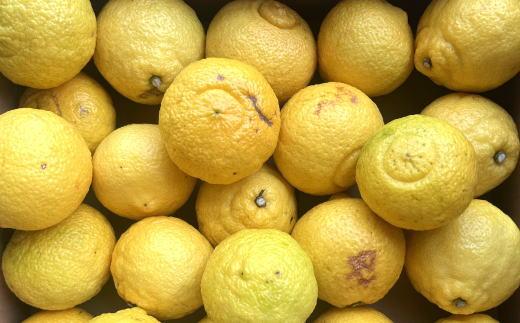 ［さわやか柑橘］和歌山県産はるかみかん約4.5kg（サイズ混合　ご家庭用）★2027年2月下旬頃より順次発送［TM161］