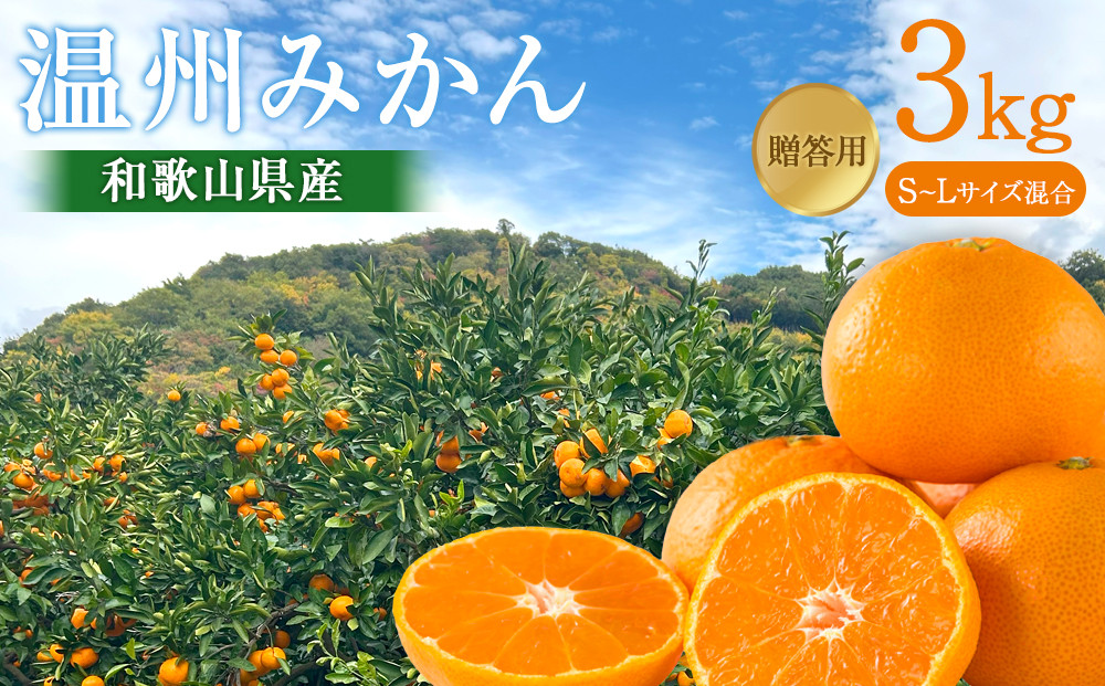 贈答向け 温州みかん 約3kg S~Lサイズ混合 ［2026年11月下旬頃から順次発送予定］