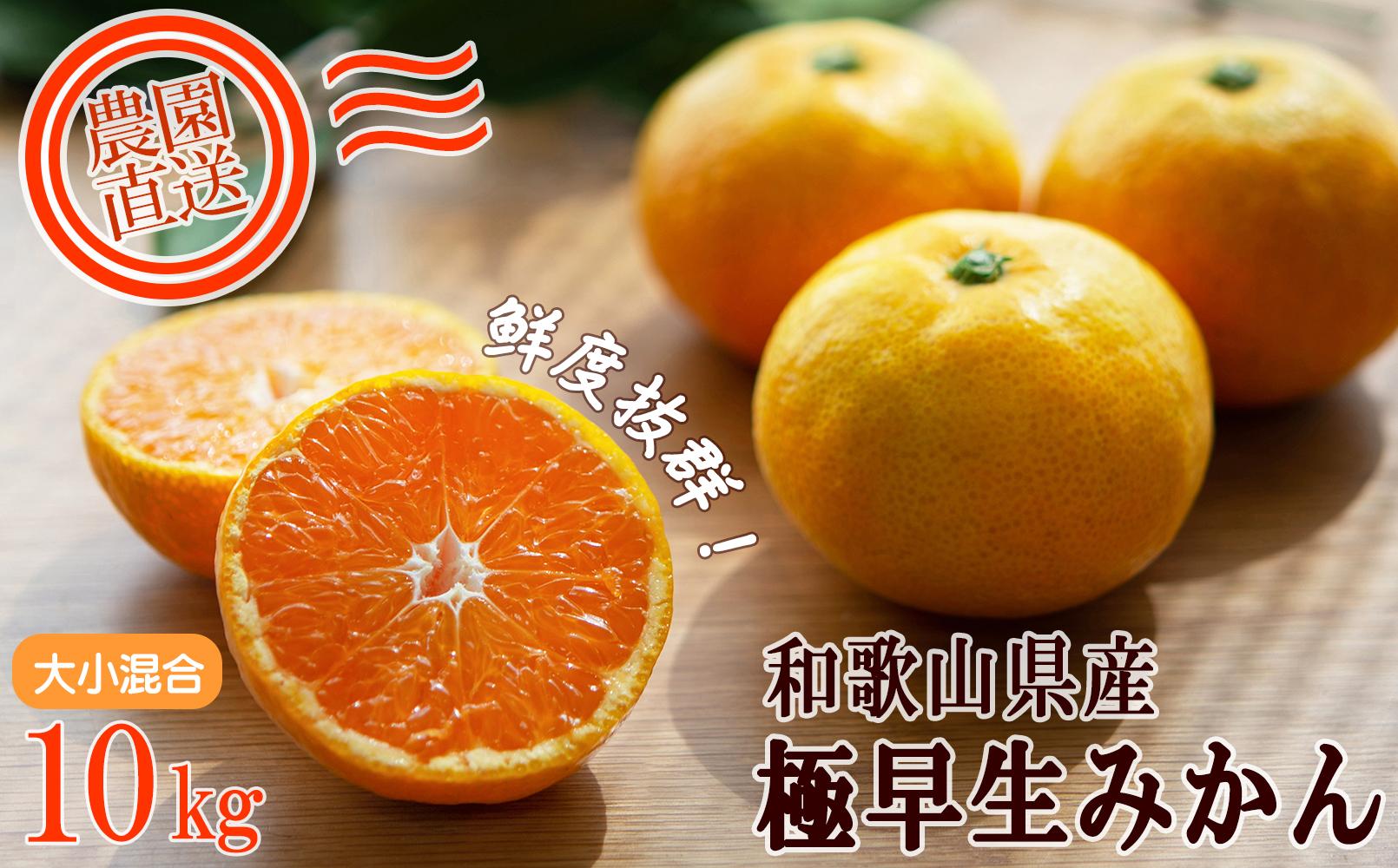 極早生みかん 約10kg 大小混合 《ご家庭用》 ちょっと訳あり 和歌山県産 農園直送 まごころ産直みかん 【北海道・沖縄県・一部離島 配送不可】混合サイズ ミカン 蜜柑 温州みかん わけあり 訳アリ【Mg13】