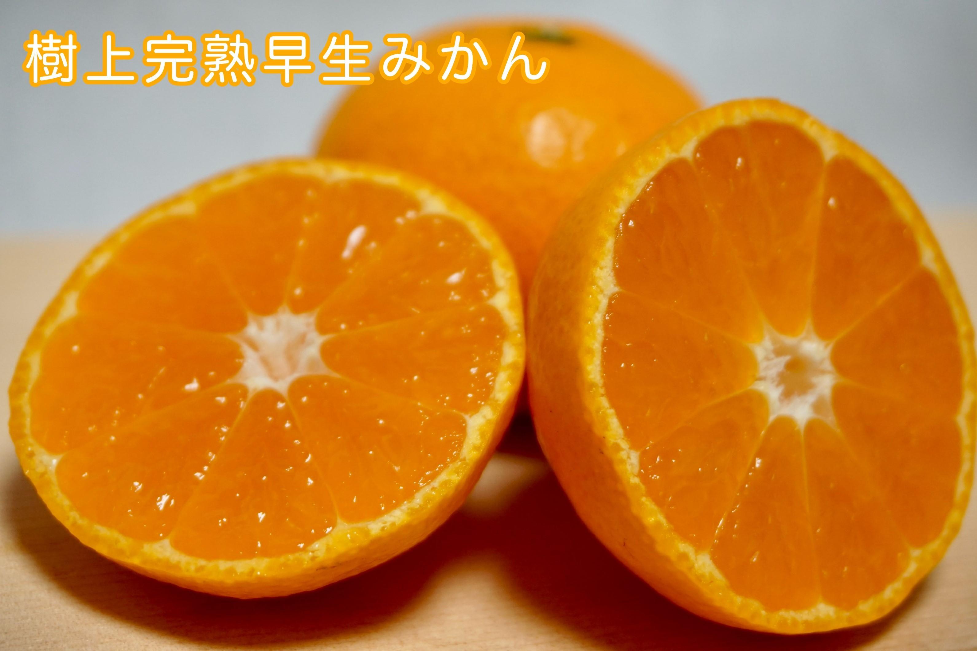 樹上完熟早生みかん 約3kg SS～Lいずれか 山下農園