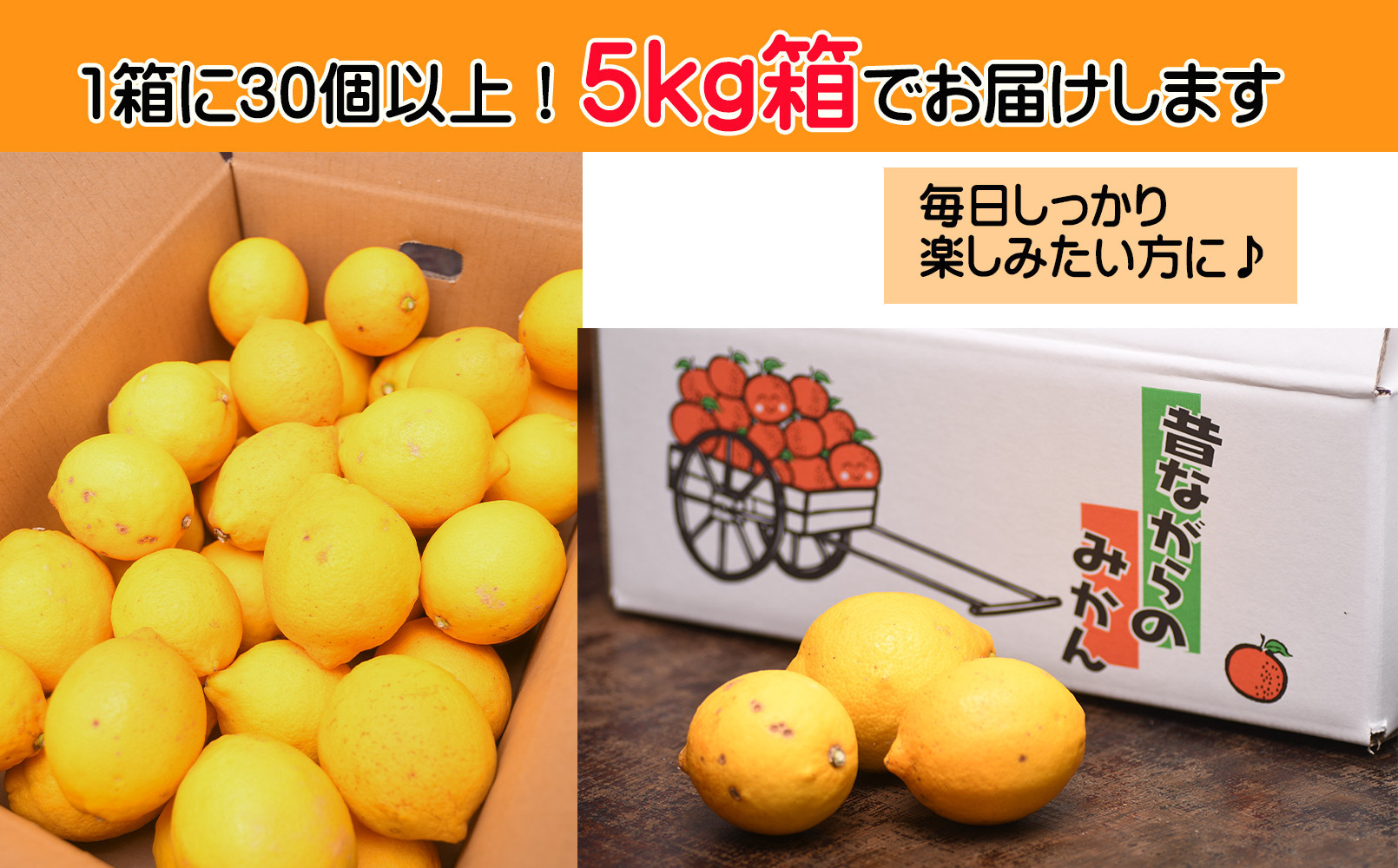 ã¬ã¢ã³ çŽ5kg 倧尿··åãµã€ãº ã¡ãã£ãšèš³ãã 11æïœ2æã«éŽæšã¿ãã蟲åãã蟲åçŽéïŒ éãã¬ã¢ã³ é»è²ãã¬ã¢ã³ â»åæµ·éã»æ²çžã»é¢å³¶ãžã®é
éäžå¯