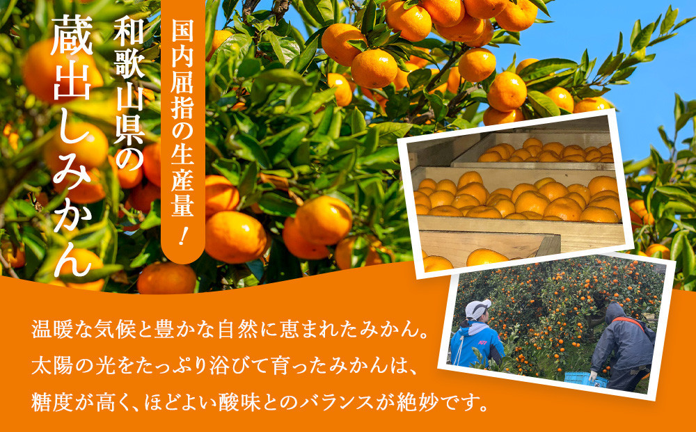 訳あり 蔵出しみかん 約10kg 2S～2Lサイズ混合