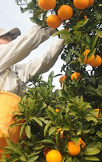 赤秀 清見オレンジ 5kg 3月中旬から4月下旬に和歌山県海南市まごころ産直みかんより直送［Mg62］