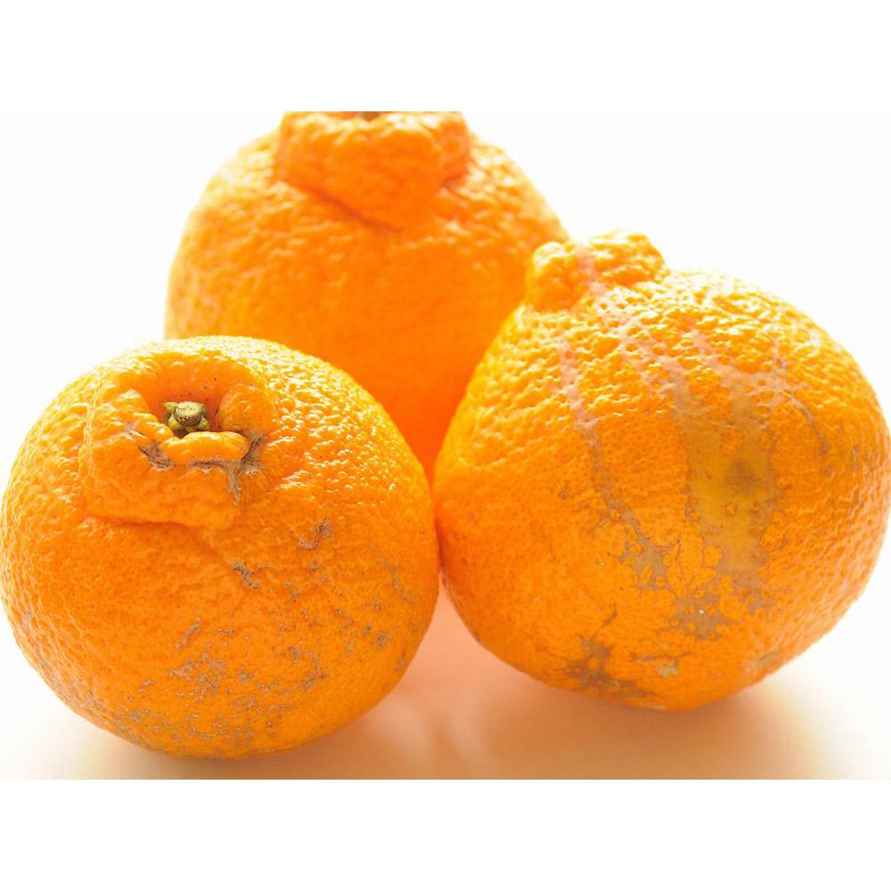 äžç¥ç« çŽ5kg 24ïœ28ç ããå®¶åºçšã ã¡ãã£ãšèš³ãã åæå±±çç£ èŸ²åçŽé ãŸãããç£çŽã¿ãã ãåæµ·éã»æ²çžçã»äžéšé¢å³¶ é
éäžå¯ãèš³ã¢ãª ãããã ã¿ãã ããã¬ã ãã³ãã³ãšåãåçš® ã§ããœã Mg57