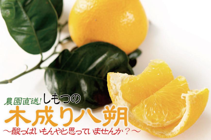訳あり はっさく 八朔 ハッサク わけあり 6kg箱 大小混合サイズ｜海南市産 まごころ産直みかん 木成り 完熟はっさく 柑橘 みかん フルーツ 和歌山みかん 国産 産地直送 甘酸っぱくて爽やか！［Mg20］