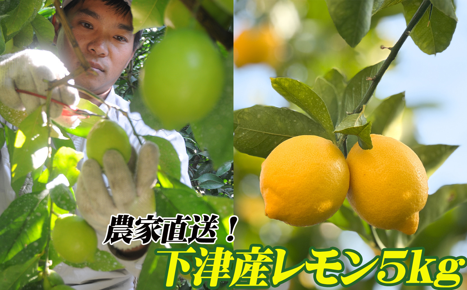 レモン 約5kg 大小混合サイズ ちょっと訳あり 11月～2月に鈴木みかん農園より農園直送！ 青いレモン 黄色いレモン ※北海道・沖縄・離島への配送不可