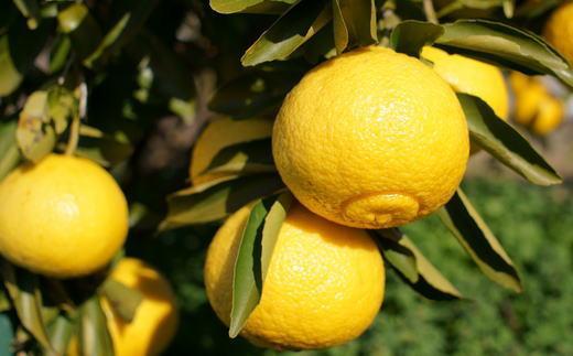 ［さわやか柑橘］和歌山県産はるかみかん約4.5kg（サイズ混合　秀品）★2027年2月下旬頃より順次発送［TM162］