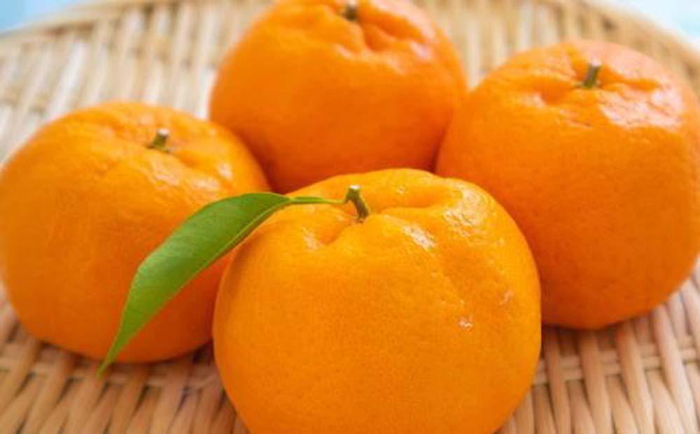 和歌山産ポンカン約5kg（サイズ混合・秀優品）★2027年2月初旬頃より順次出荷［TM136］