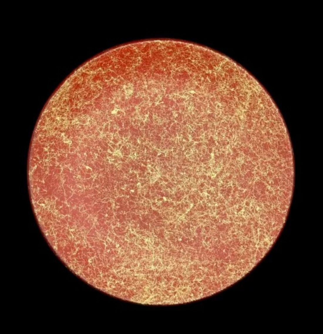 フラットプレート(D) 乱糸(マット仕上げ)本朱［NF106］