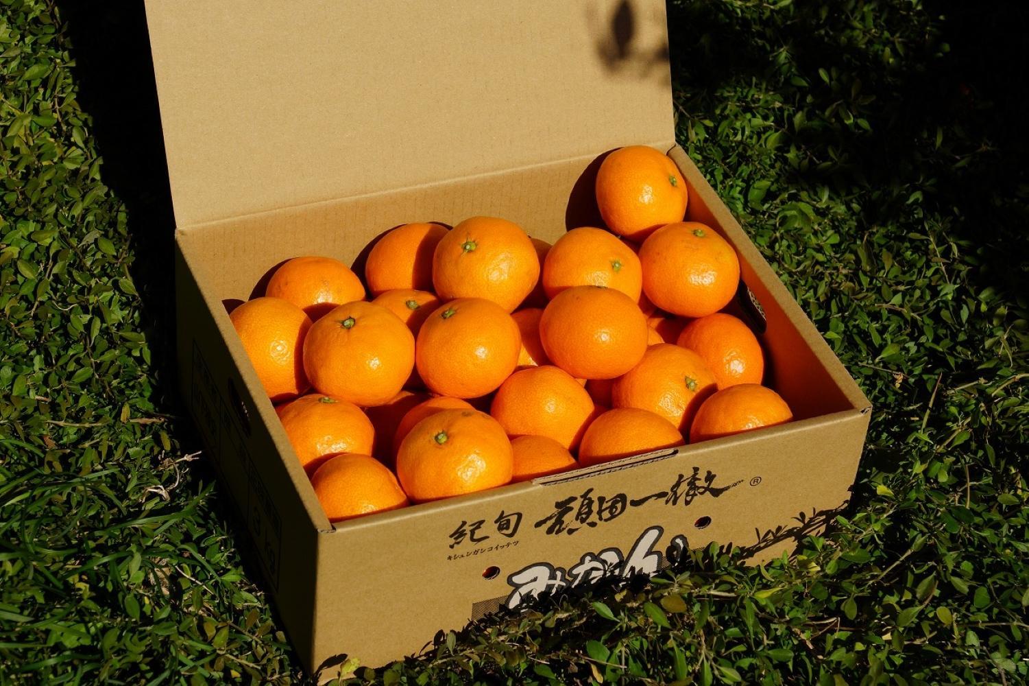 äžæŽ¥èµåºãã¿ãã çŽ3kg SSïœLãµã€ãºãããã å±±äžèŸ²å