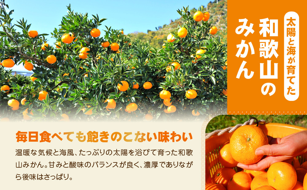 【訳あり】和歌山みかん 約9.5kg+補償分約500g サイズ混合 11月より順次発送 訳ありみかん 【red1】