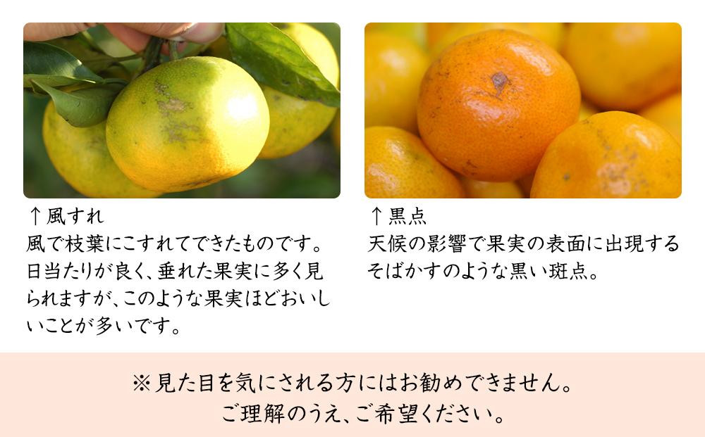 極早生みかん 約7.5kg 大小混合《ご家庭用》 ちょっと訳あり 和歌山県産 農園直送 まごころ産直みかん 【北海道・沖縄県・一部離島 配送不可】 下津の極早生みかん 和歌山の極早生みかん ミカン みかん Mikan 蜜柑 温州みかん わけあり 訳アリ［Mg37］