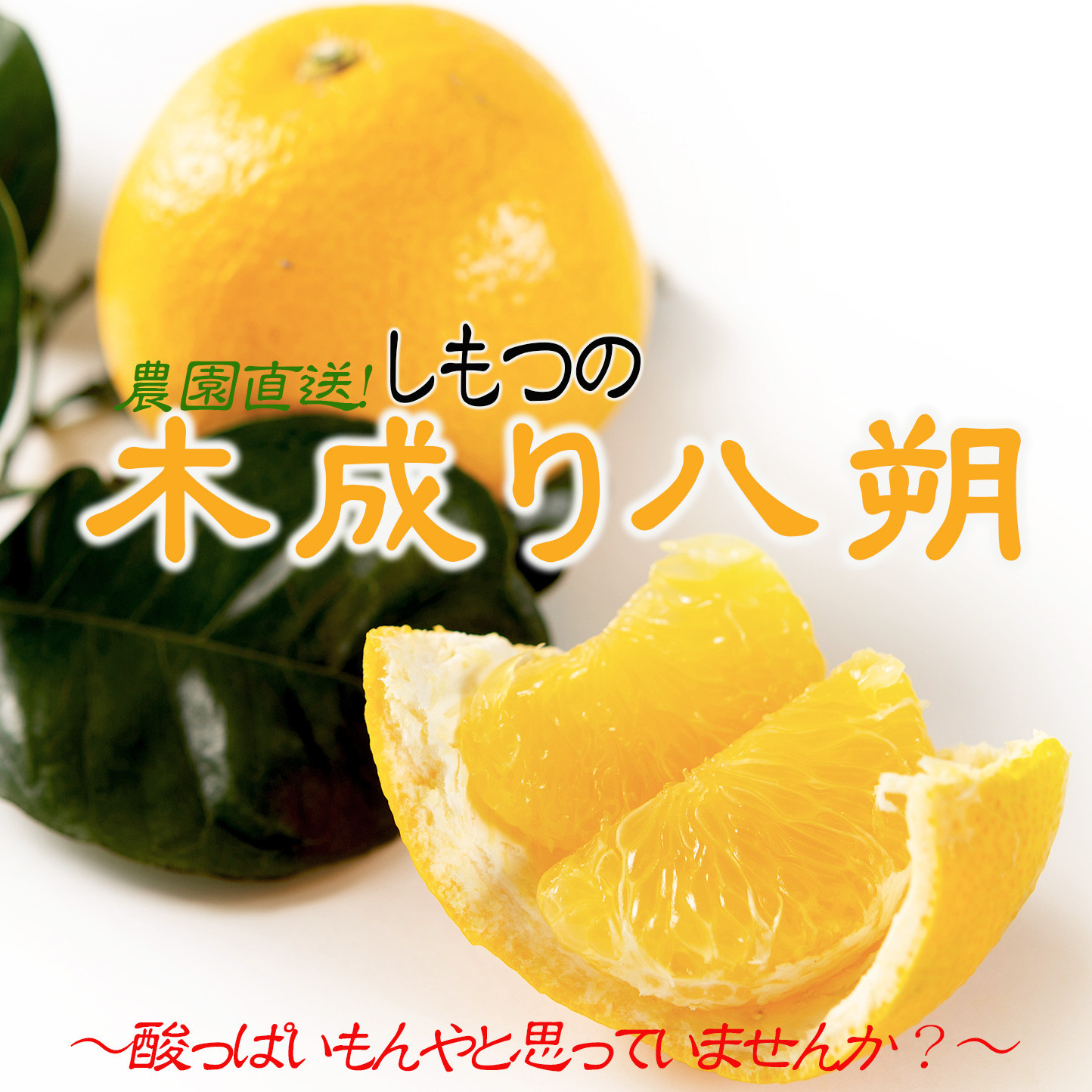 訳あり はっさく 八朔 ハッサク わけあり 10kg｜海南市産 まごころ産直みかん 木成り 完熟はっさく 柑橘 みかん フルーツ 和歌山みかん 国産 産地直送 甘酸っぱくて爽やか！［Mg69］