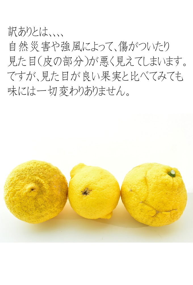 はるかみかん 約6kg 大小混合 《ご家庭用》 ちょっと訳あり 和歌山県産 農園直送 まごころ産直みかん 【北海道・沖縄県・一部離島 配送不可】果物 フルーツ ミカン 蜜柑 わけあり 訳アリ 完熟 ［Mg29］
