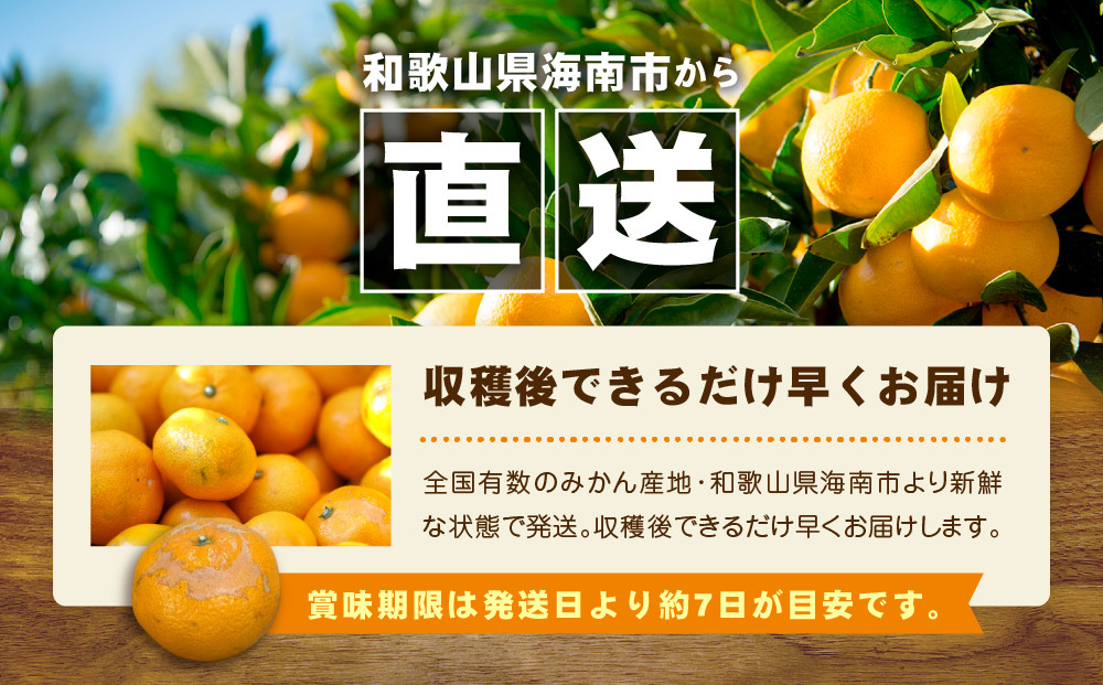 【訳あり】和歌山みかん 約9.5kg+補償分約500g サイズ混合 11月より順次発送 訳ありみかん 【red1】