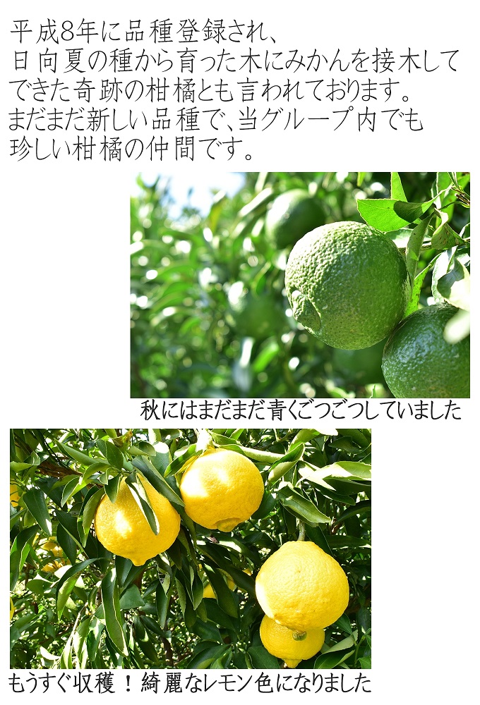 はるかみかん 約6kg 大小混合 《ご家庭用》 ちょっと訳あり 和歌山県産 農園直送 まごころ産直みかん 【北海道・沖縄県・一部離島 配送不可】果物 フルーツ ミカン 蜜柑 わけあり 訳アリ 完熟 ［Mg29］
