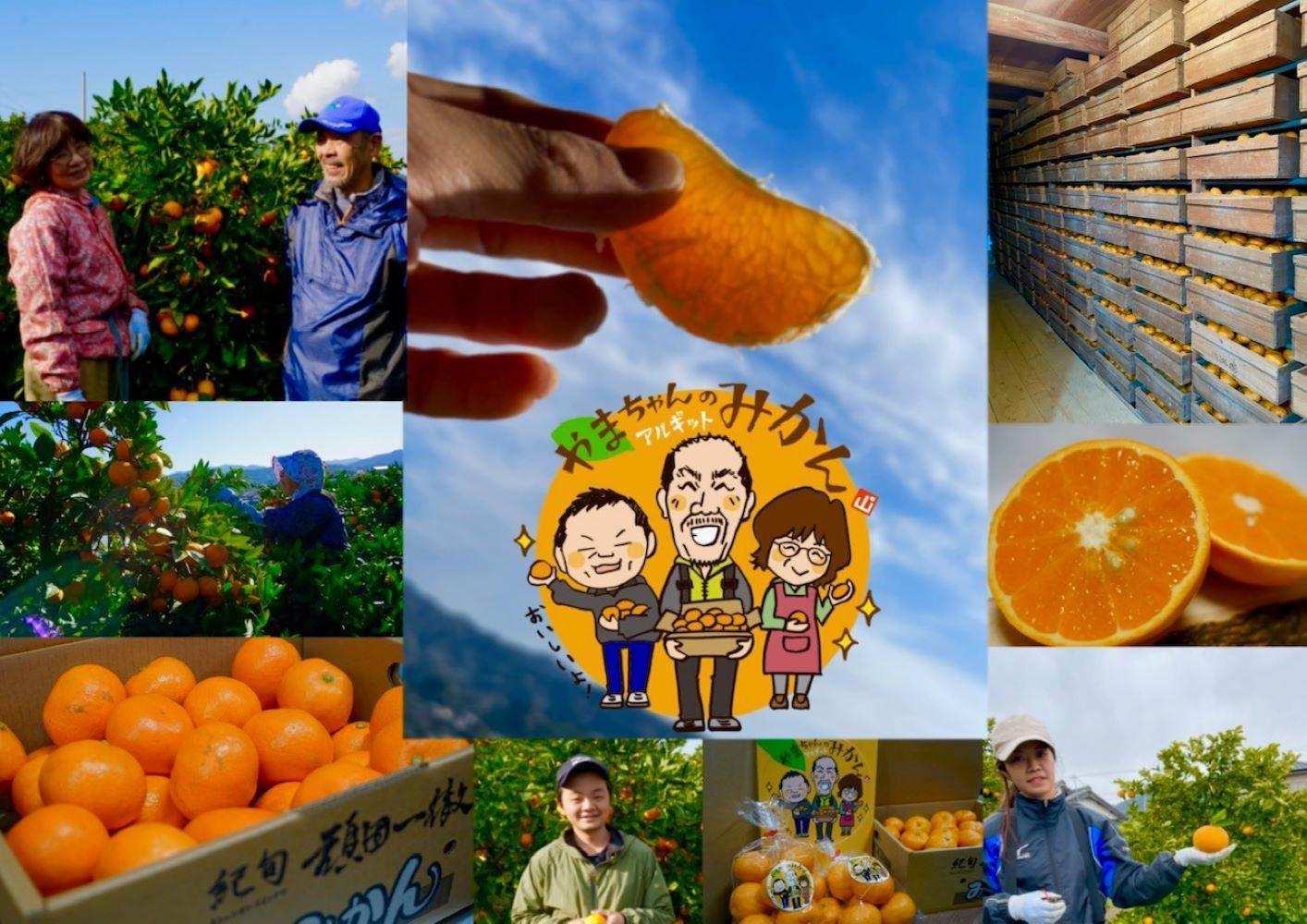 äžæŽ¥èµåºãã¿ãã çŽ3kg SSïœLãµã€ãºãããã å±±äžèŸ²å