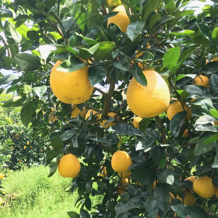 有田育ちの 爽やか 河内晩柑 (ご家庭用) 約3.5kg［2026年4月から発送］［MS61］