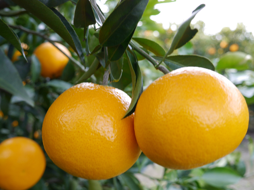 ※先行予約・2026年3月下旬発送開始予定※ 秀品 春峰 10kg L～3Lサイズお任せ