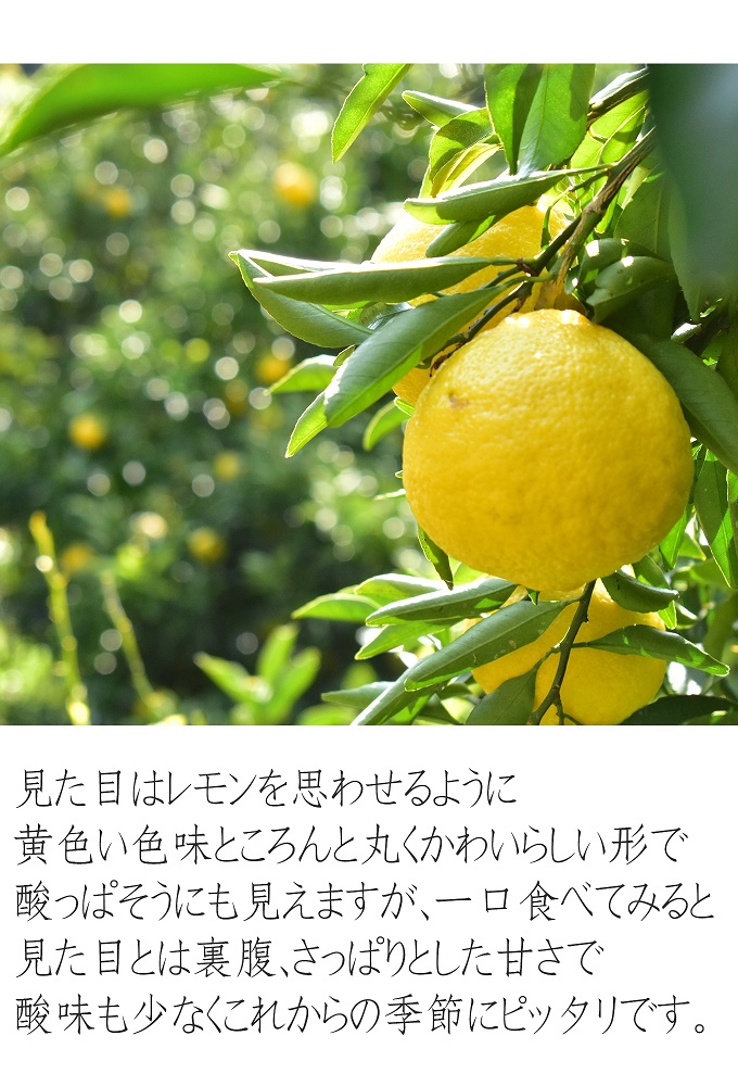 はるかみかん 約6kg 大小混合 《ご家庭用》 ちょっと訳あり 和歌山県産 農園直送 まごころ産直みかん 【北海道・沖縄県・一部離島 配送不可】果物 フルーツ ミカン 蜜柑 わけあり 訳アリ 完熟 ［Mg29］