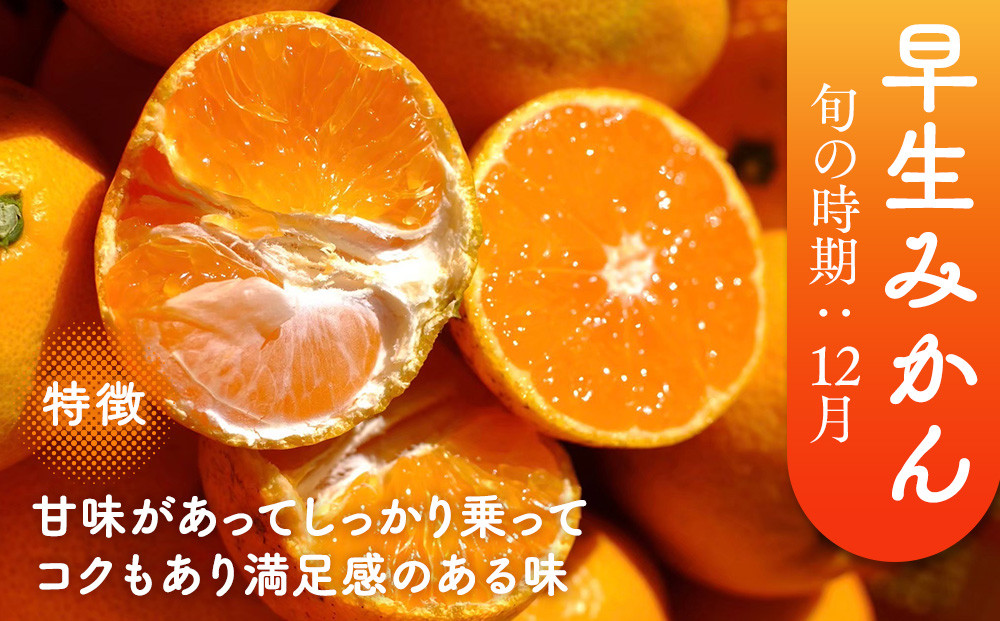 ［先行予約］［贈答用］冬採れみかん（中生みかん）2L〜3Lサイズ混合 5kg＋300g（傷み補償分）［2026年11月下旬より発送］