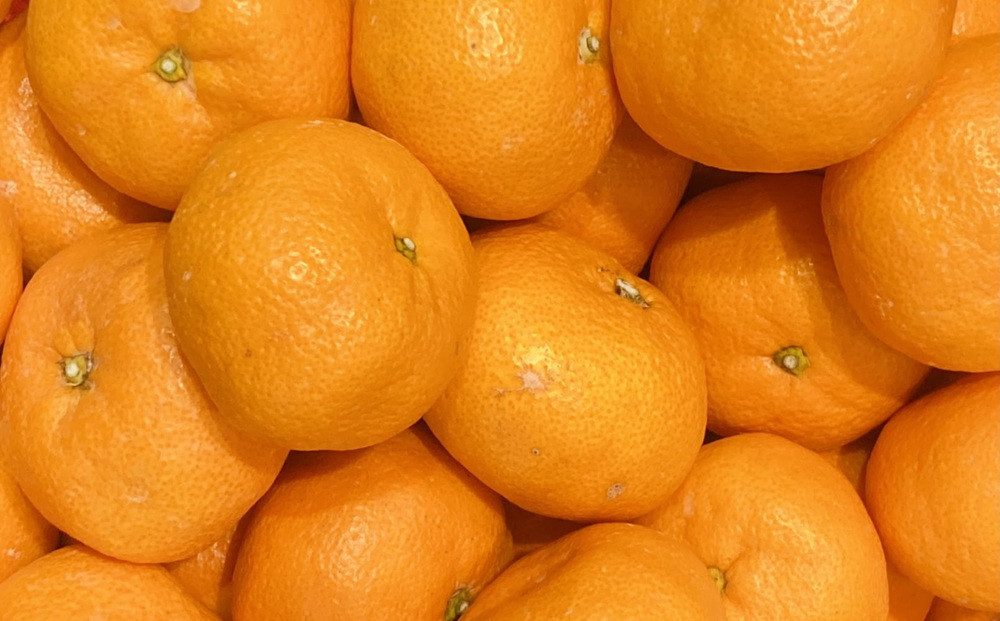 ［産直］下津蔵出しみかん約6kg（2Lサイズ）★2027年1月中旬頃より順次出荷