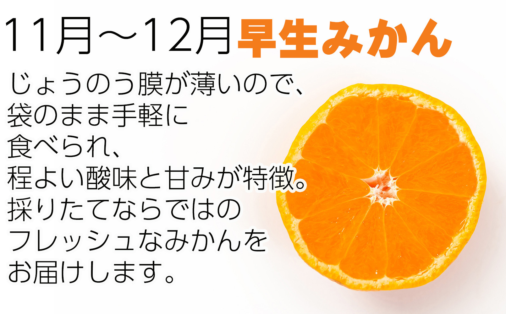 ［定期便 全8回］和歌山県鈴木農園産 旬のフルーツ定期便