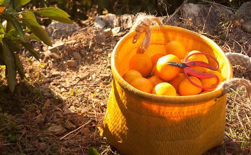 蔵出しみかん5kg小粒S又はSSサイズ【下津の蔵出しみかん】1月から2月発送で鈴木みかん農園より農園直送でお届けします｜ 贈答 ギフト Sサイズ 2Sサイズ 小玉  ※北海道・沖縄・離島への配送不可