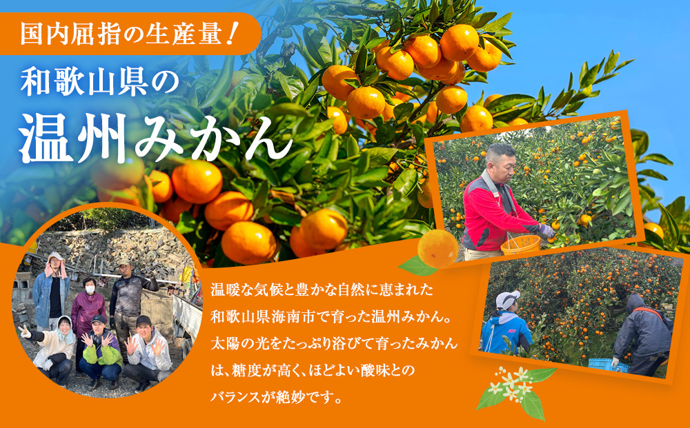 贈答向け 温州みかん 約3kg S~Lサイズ混合 ［2026年11月下旬頃から順次発送予定］