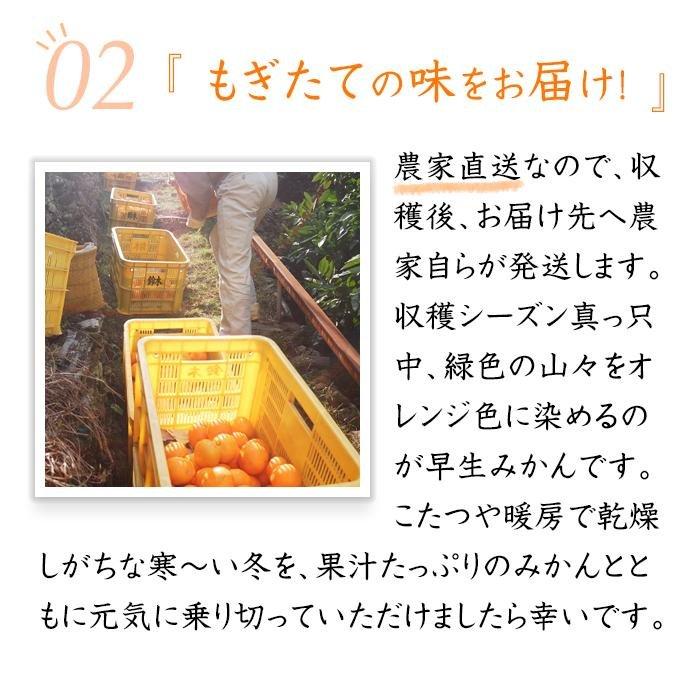æ©çã¿ãã çŽ7kg 倧ç 2Lã»3Lãµã€ãºããŸãã ããå®¶åºçšã ã¡ãã£ãšèš³ãã åæå±±çç£ èŸ²åçŽé ãŸãããç£çŽã¿ãã ãåæµ·éã»æ²çžçã»äžéšé¢å³¶ é
éäžå¯ã倧ãã èæ æž©å·ã¿ãã ãããã èš³ã¢ãªïŒ»Mg50