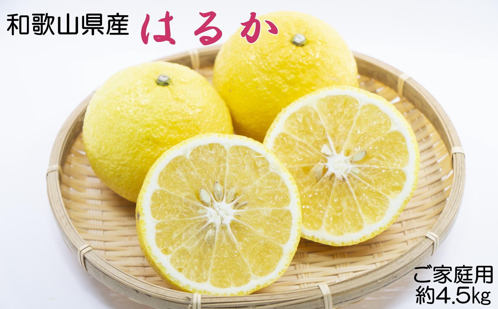 ［さわやか柑橘］和歌山県産はるかみかん約4.5kg（サイズ混合　ご家庭用）★2027年2月下旬頃より順次発送［TM161］