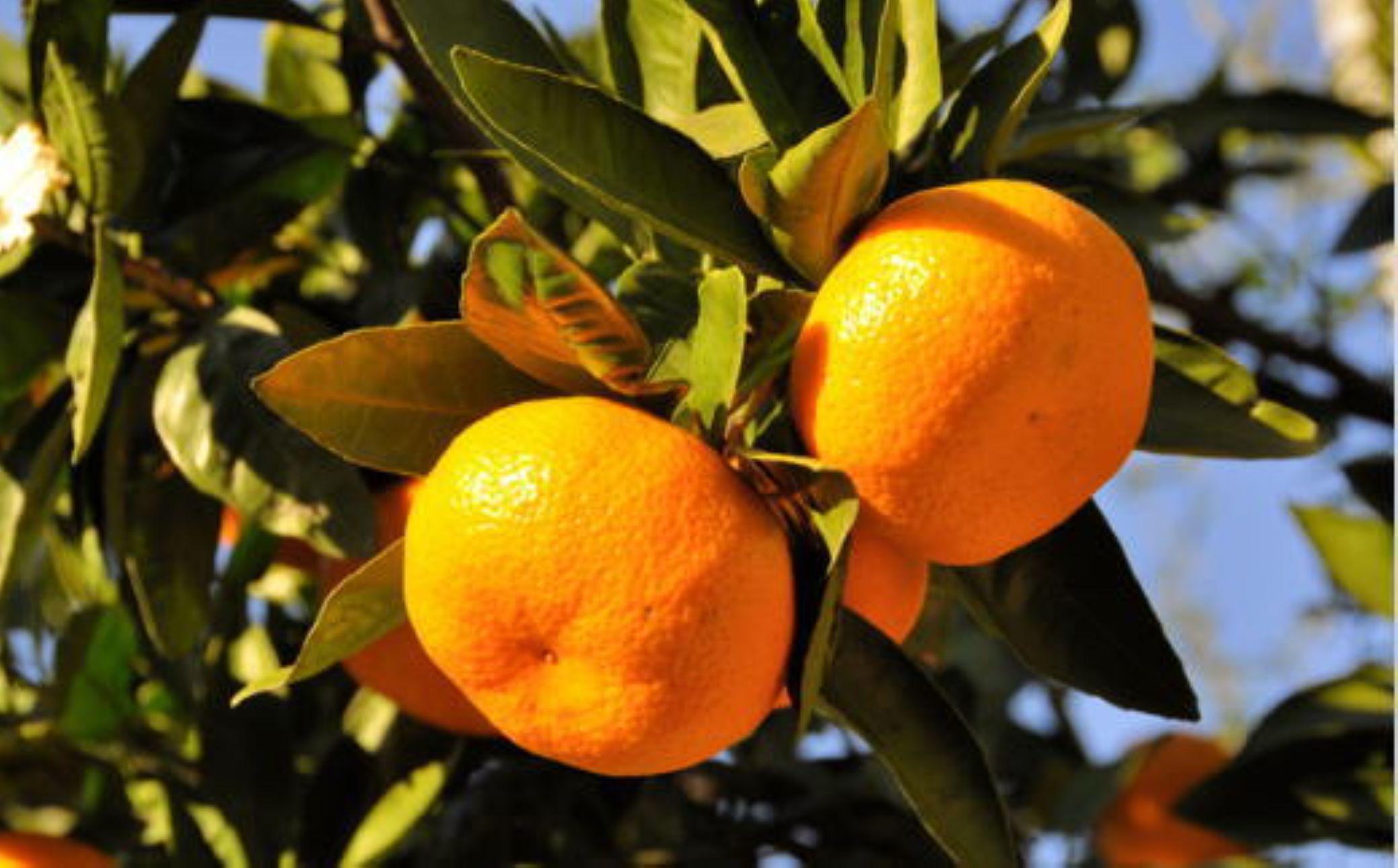 ［産直］下津蔵出しみかん5kgご家庭用向け(サイズ混合) ★2027年1月中旬頃より順次出荷