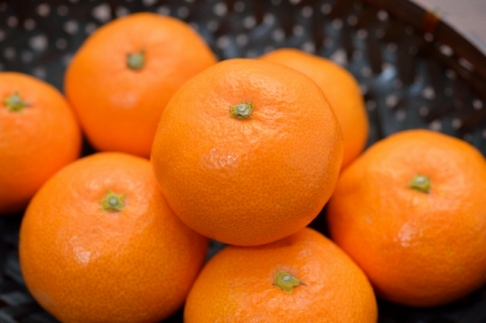 ［高糖系］下津蔵出し丹生系みかん約5kg（S～Lサイズおまかせ）★2027年2月下旬頃より順次発送