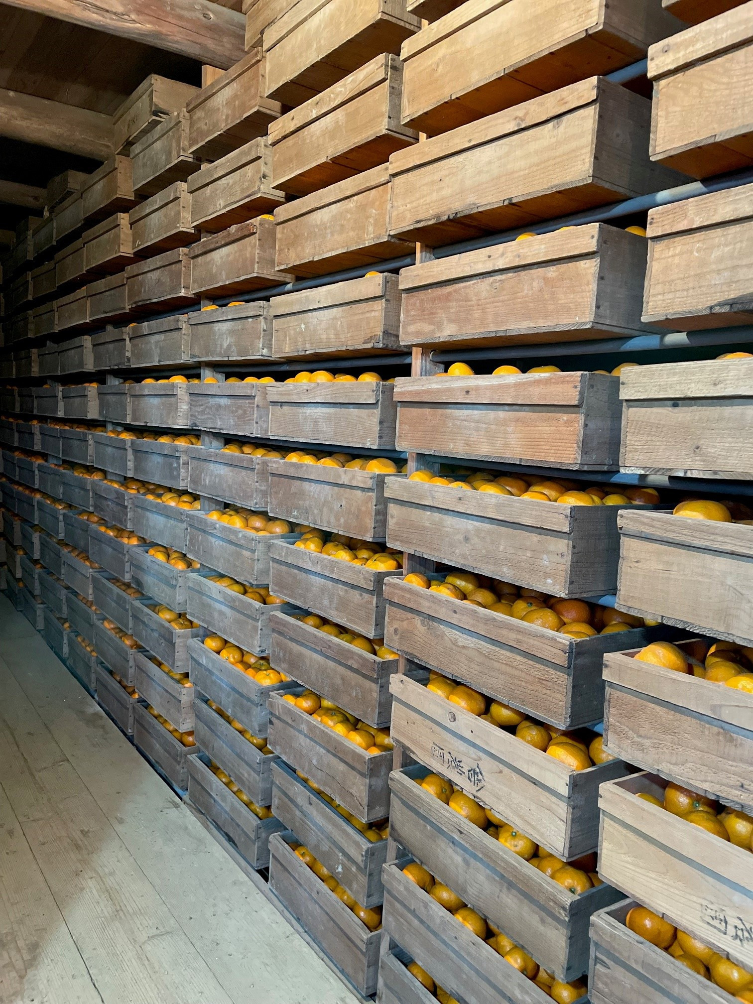 äžæŽ¥èµåºãã¿ãã çŽ5kg SSïœLãµã€ãºãããã å±±äžèŸ²å