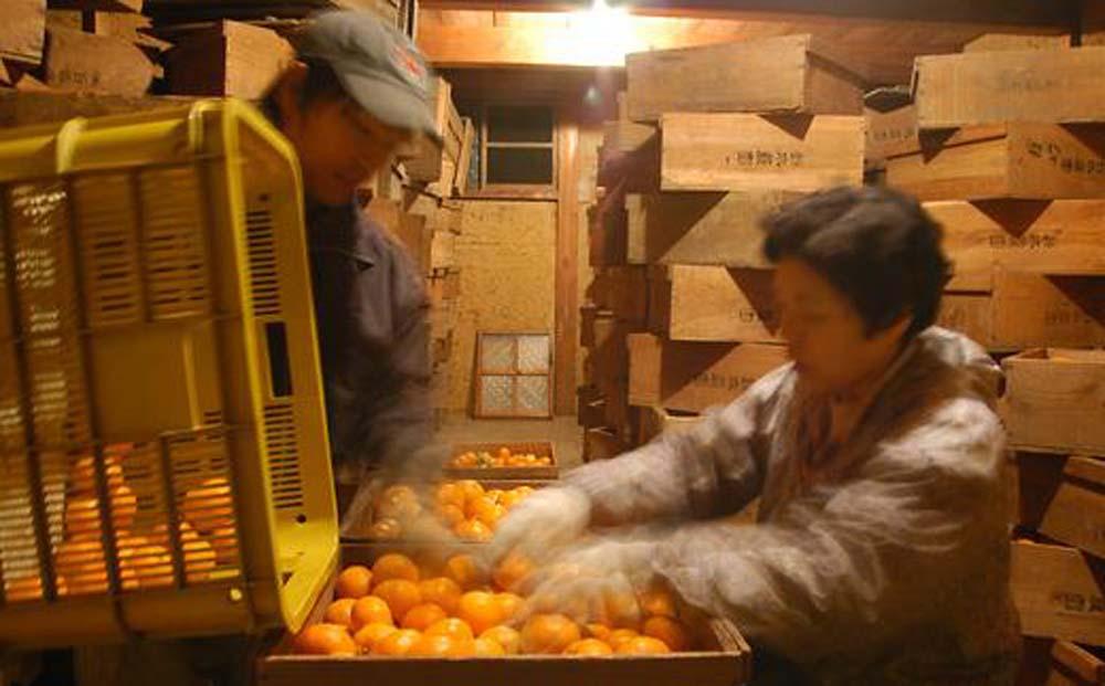 蔵出しみかん5kg小粒S又はSSサイズ【下津の蔵出しみかん】1月から2月発送で鈴木みかん農園より農園直送でお届けします｜ 贈答 ギフト Sサイズ 2Sサイズ 小玉  ※北海道・沖縄・離島への配送不可