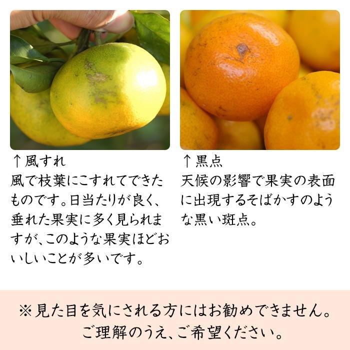 æ©çã¿ãã çŽ7kg 倧ç 2Lã»3Lãµã€ãºããŸãã ããå®¶åºçšã ã¡ãã£ãšèš³ãã åæå±±çç£ èŸ²åçŽé ãŸãããç£çŽã¿ãã ãåæµ·éã»æ²çžçã»äžéšé¢å³¶ é
éäžå¯ã倧ãã èæ æž©å·ã¿ãã ãããã èš³ã¢ãªïŒ»Mg50
