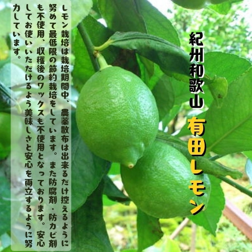 ［先行予約］紀州和歌山 ご家庭用 有田 レモン 1kg［MS150］