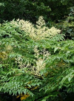 辭企主商驕 蟲縺ョ陷り惧 縲心W70縲