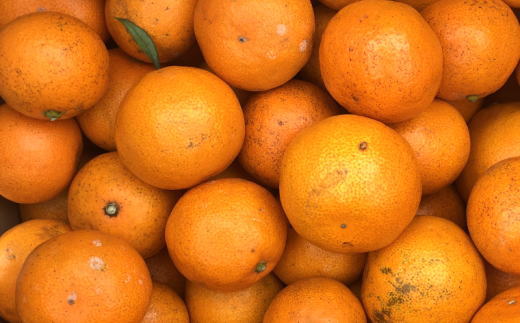 ［産直］下津蔵出しみかん10kgご家庭用向け(サイズ混合) ★2027年1月中旬頃より順次出荷