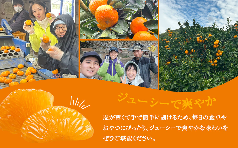 贈答向け 温州みかん 約3kg S~Lサイズ混合 ［2026年11月下旬頃から順次発送予定］