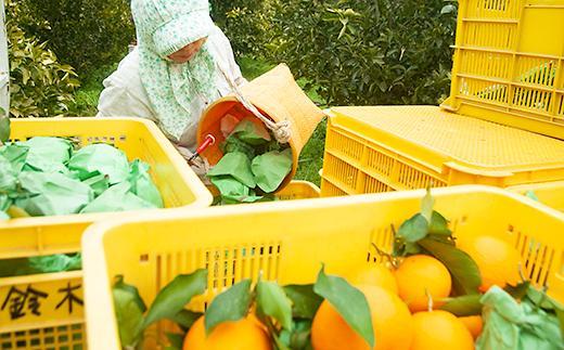 清見オレンジ【訳あり】5kg 混合 和歌山県海南市鈴木農園 清見 きよみ 清見タンゴール わけあり 訳アリ