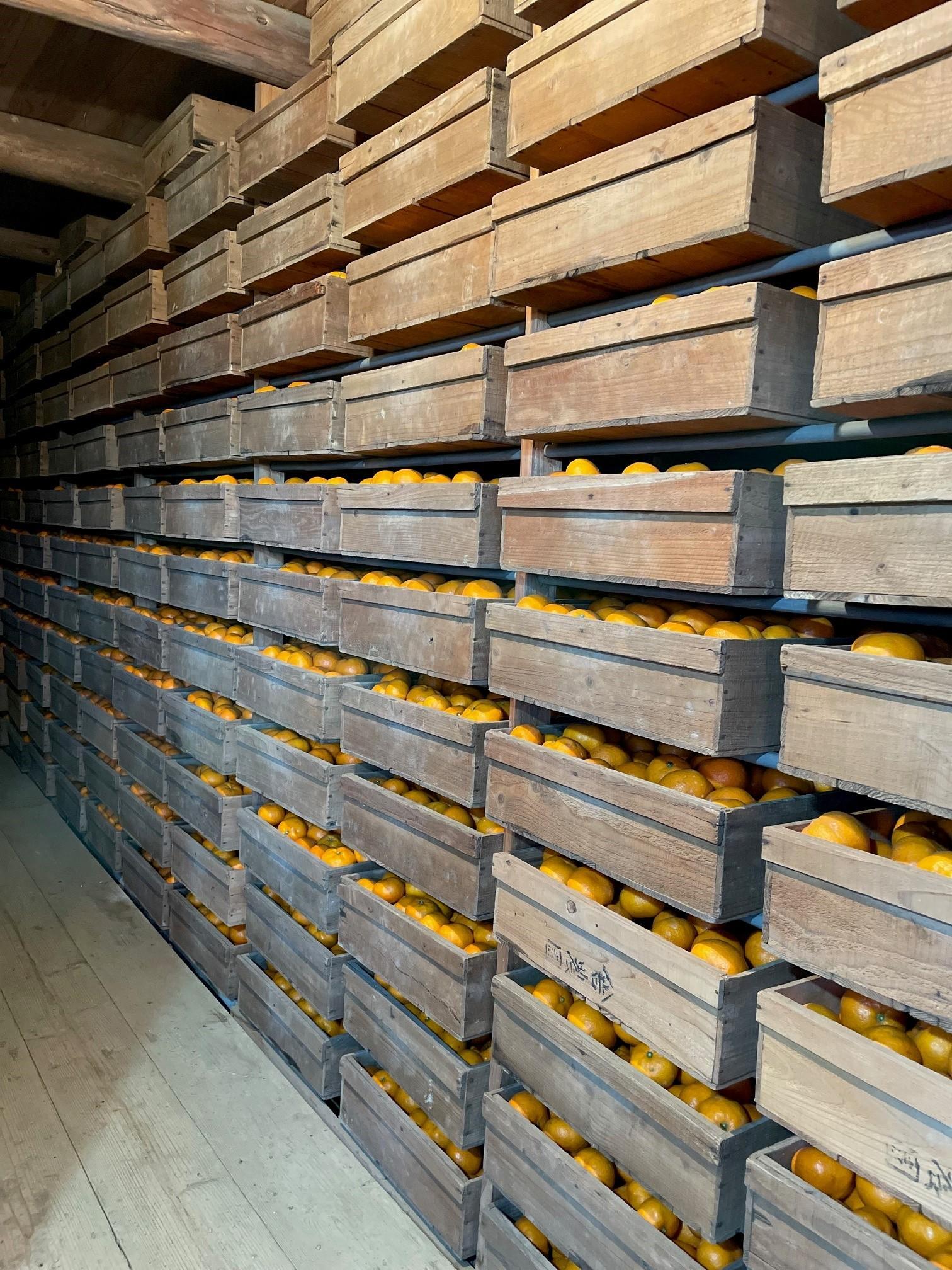 äžæŽ¥èµåºãã¿ãã çŽ3kg SSïœLãµã€ãºãããã å±±äžèŸ²å