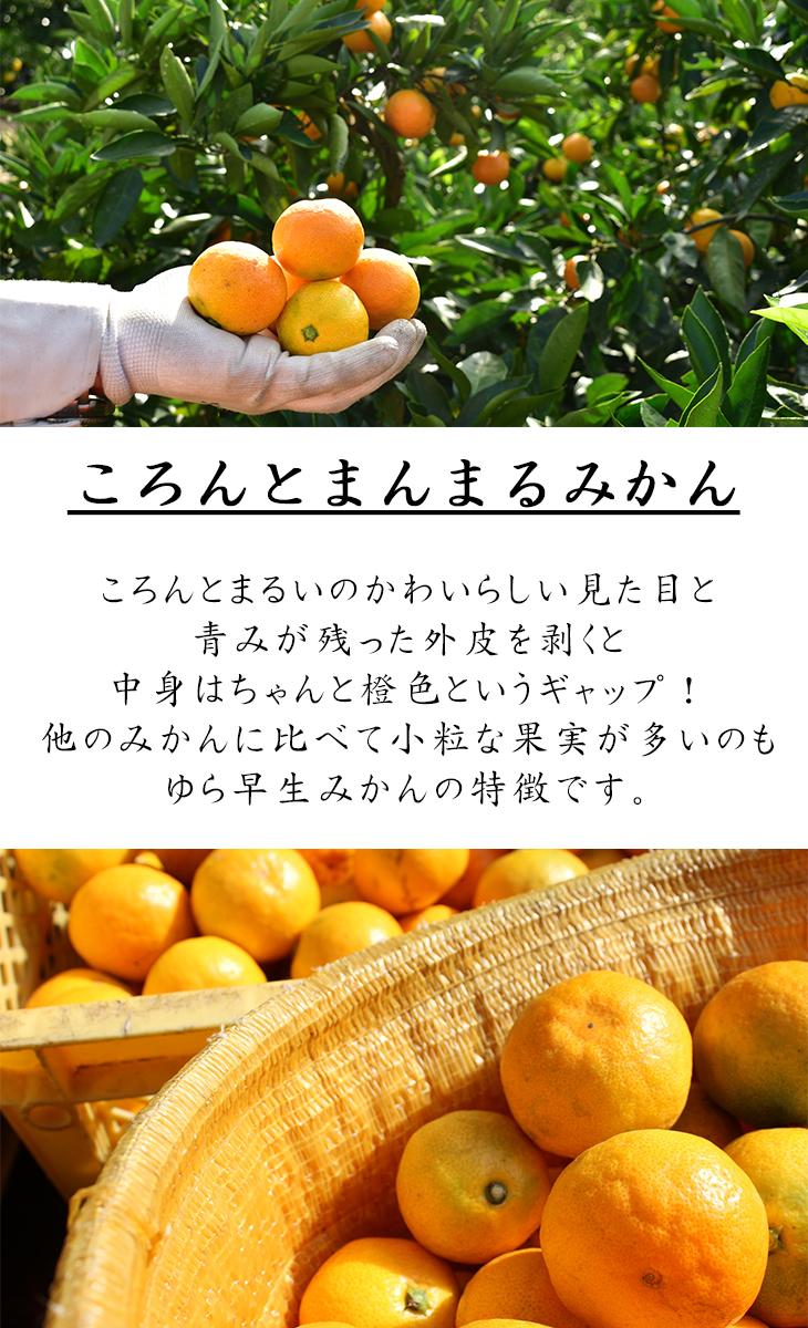 ãæ¥µæ©çã¿ãããããæ©çã¿ãã 6.5kg æ··åãµã€ãº(åæå±±ã»äžæŽ¥çºç£)ç£å°çŽéãèš³ããã Mg25
