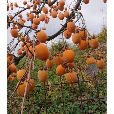 åããæ¿ã»å¹²ãæ¿çšçæžæ¿(è屿¿)23ã35åå
¥ãã1281410ã