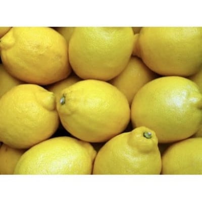 【訳あり】アトランティスファームの国産レモン 約2kg+200g (11月より順次発送予定)【1517847】