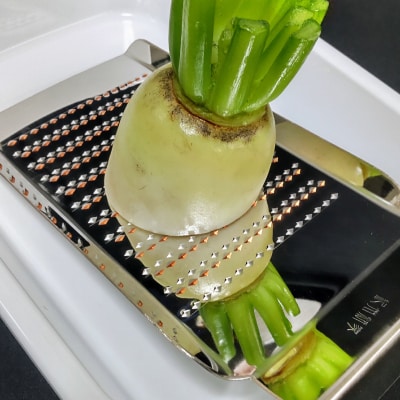 【紀州新家】極上 手打ちのおろし金(12段)【1278915】