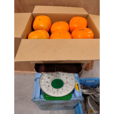 たねなし柿(訳あり品)12〜15個入り【1393923】